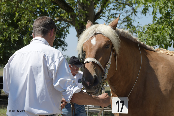 CHEVAUX COMTOIS