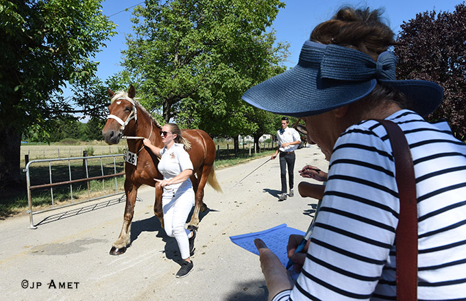 chevaux comtois