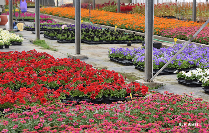 fleurs esat