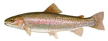 truite peche
